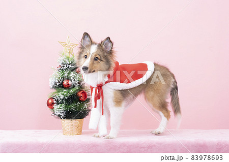 クリスマスツリーと赤いマントを着たシェルティの子犬 83978693