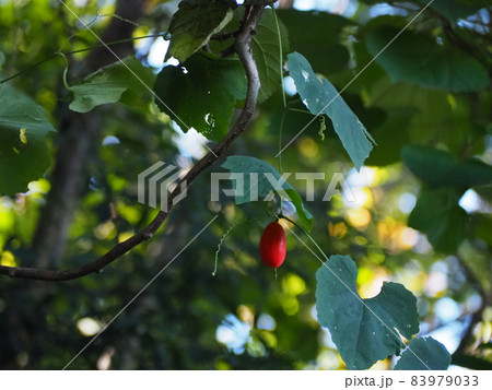 カラスウリ カラスウリ 83979033