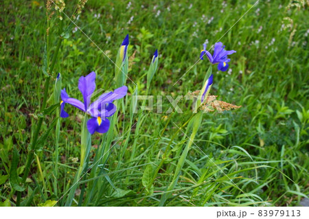 路上開花 あやめ 5月の節句 親の願い! 路上開花 あやめ 5月の節句 親の願い! 83979113