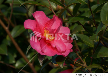 サザンカ サザンカ 83979228