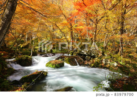 青森県十和田市奥瀬　奥入瀬渓流の水の流れと紅葉 83979700