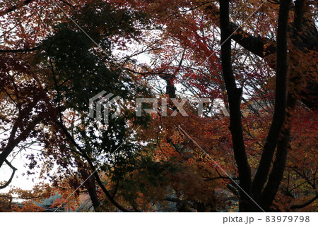 紅葉 83979798
