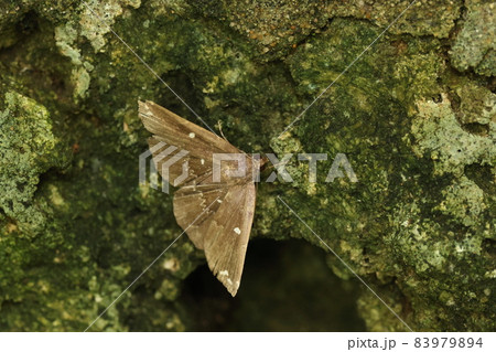 生き物 昆虫 シラナミクロアツバ、ギザギザの白い波線が目立つ地味なガ。幼虫は枯葉を食べるそうです 生き物 昆虫 シラナミクロアツバ、ギザギザの白い波線が目立つ地味なガ。幼虫は枯葉を食べるそうです 83979894