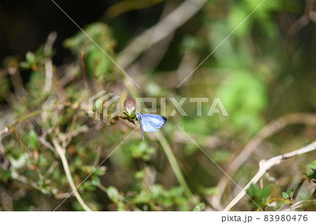 サツマシジミ（薩摩小灰蝶）の♀ 83980476