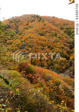 人形峠の紅葉(岡山県~鳥取県) 人形峠の紅葉(岡山県~鳥取県) 83980708