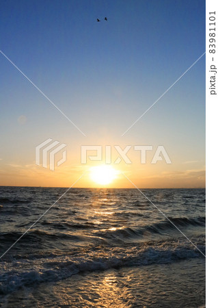 太陽が沈んでいく夕焼けに染まった海岸の波打ち際と鳥 太陽が沈んでいく夕焼けに染まった海岸の波打ち際と鳥 83981101