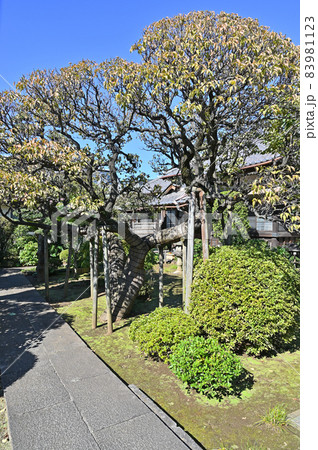 池上散歩：照栄院 久遠林　日蓮宗 83981123