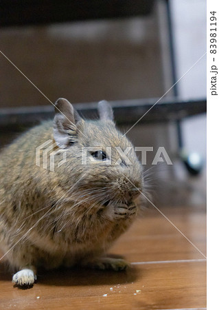 【ペット】デグー【小動物】 【ペット】デグー【小動物】 83981194