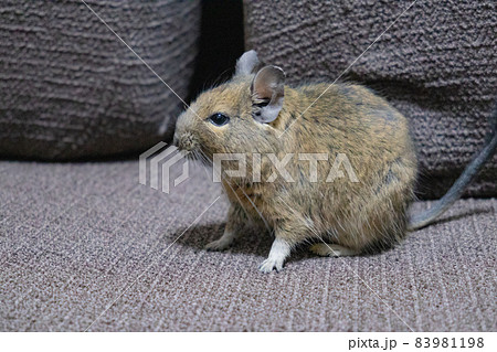 【ペット】デグー【小動物】 【ペット】デグー【小動物】 83981198