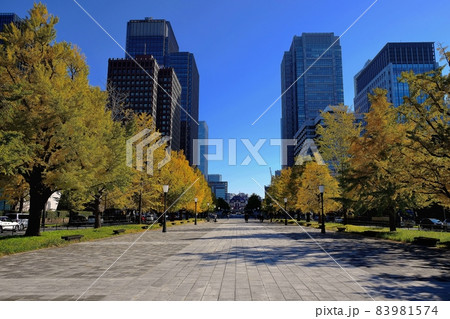 東京駅へと続く行幸通りの銀杏並木 東京駅へと続く行幸通りの銀杏並木 83981574