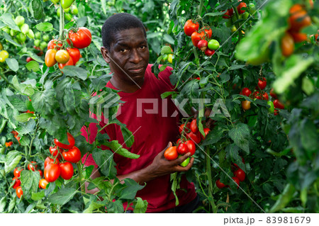 Positive african american man harvesting ripe red tomatoes Positive african american man harvesting ripe red tomatoes 83981679