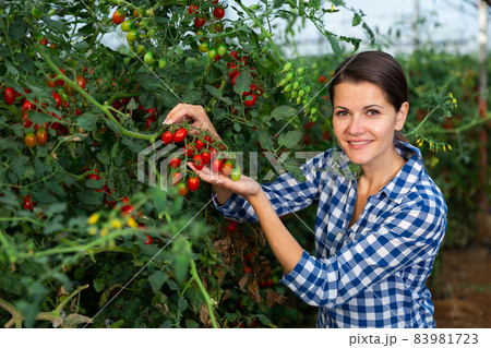 Female gardener working in greenhouse, checking tomato 83981723