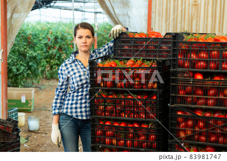 Female farmer leaning on boxes with tomatoes in greenhouse vegetable store Female farmer leaning on boxes with tomatoes in greenhouse vegetable store 83981747