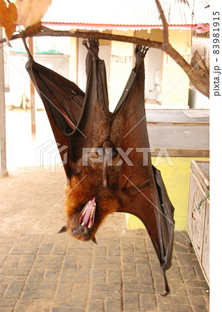 オオコウモリ（タートルアイランド／バリ島･インドネシア） 83981915