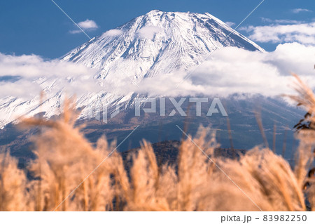 《山梨県》ススキと富士山・精進湖湖畔 《山梨県》ススキと富士山・精進湖湖畔 83982250