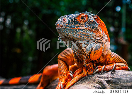 Close up beautiful red or orange color iguana, the iguana is looking aside, crawl on a bunch of wood, the background of blurred nature. Close up beautiful red or orange color iguana, the iguana is looking aside, crawl on a bunch of wood, the background of blurred nature. 83982413