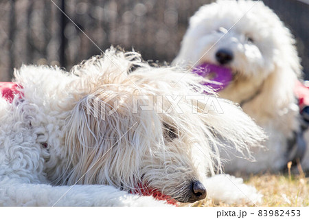 ゴールデンドゥードル犬 ゴールデンドゥードル犬 83982453