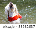 ゴールデンドゥードル犬水遊び 83982637