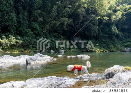 ゴールデンドゥードル犬水遊び 83982638