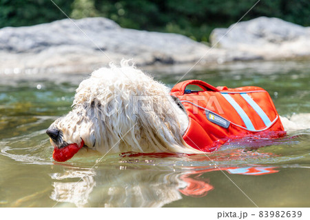ゴールデンドゥードル犬水遊び 83982639