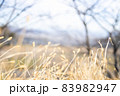 枯草 83982947