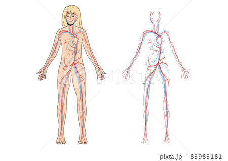 Woman arterial and venous circulatory system Woman arterial and venous circulatory system 83983181