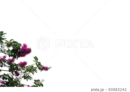 purple crape myrtle blooming flower with space copy on white background purple crape myrtle blooming flower with space copy on white background 83983242