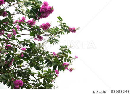 purple crape myrtle blooming flower with space copy on white background purple crape myrtle blooming flower with space copy on white background 83983243