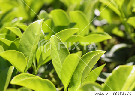 Green leaves natural background or tea plantation Green leaves natural background or tea plantation 83983570