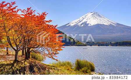 河口湖畔の紅葉と富士山 83984172