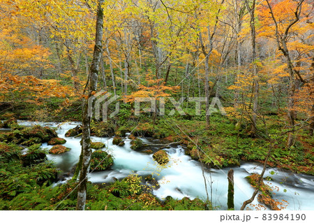 青森県十和田市奥瀬　紅葉の奥入瀬渓流雲井の流れ 83984190