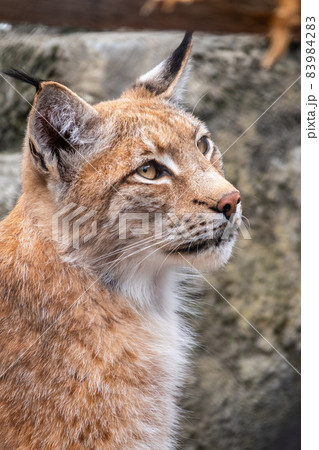 Portrait of The Eurasian lynx close-up, lat. Lynx lynx Portrait of The Eurasian lynx close-up, lat. Lynx lynx 83984283