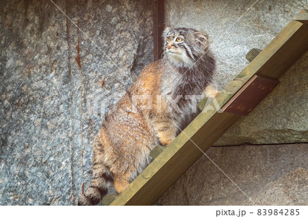 Wild cat manul or Pallas's cat, lat. Otocolobus manul, in the zoo Wild cat manul or Pallas's cat, lat. Otocolobus manul, in the zoo 83984285