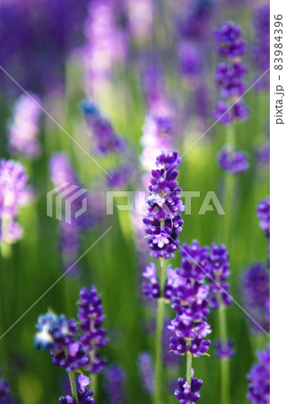 close up of Lavender flower field at sunset rays 83984396