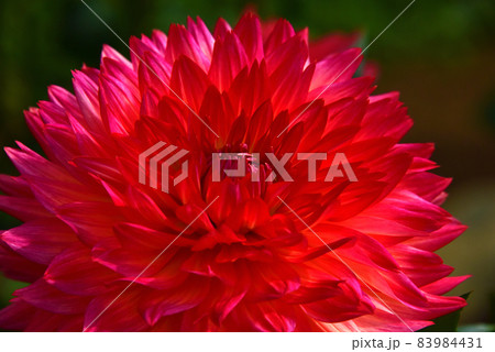 ダリアの花 83984431