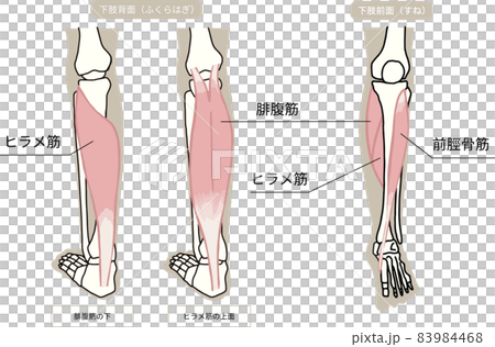 下肢・ふくらはぎとすねの筋肉と骨格イメージイラスト 83984468
