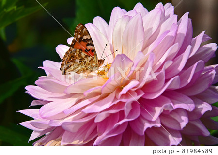 ダリアの花 ダリアの花 83984589