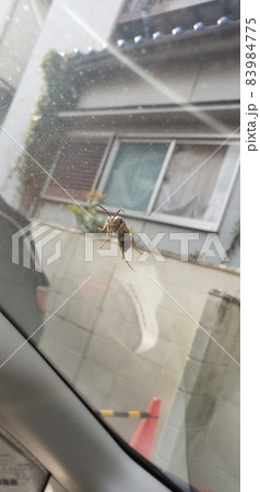 車窓にとまる蜂 83984775