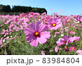 コスモス 83984804