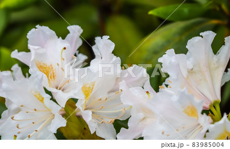 Blooming beautiful white flower of Rhododendron Cunningham's White in spring garden. Gardening concept. Floral background Blooming beautiful white flower of Rhododendron Cunningham's White in spring garden. Gardening concept. Floral background 83985004