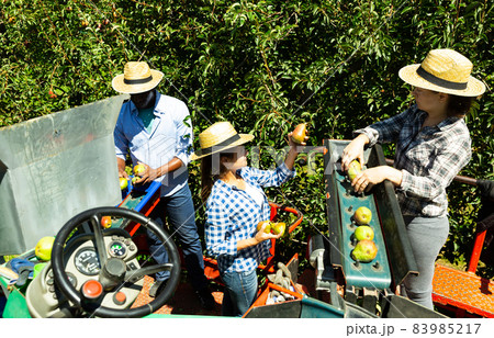 Farmers working on harvesting platform in garden 83985217