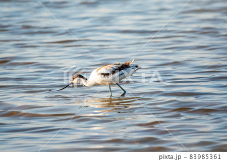 Water bird pied avocet, Recurvirostra avosetta, feeding in the lake. The pied avocet is a large black and white wader with long, upturned beak Water bird pied avocet, Recurvirostra avosetta, feeding in the lake. The pied avocet is a large black and white wader with long, upturned beak 83985361