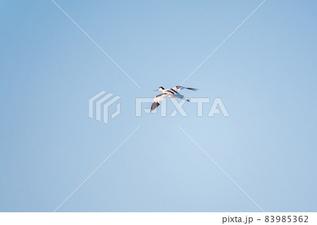 Water bird pied avocet, lat. Recurvirostra avosetta, flies over the lake. The pied avocet is a large black and white wader with long, upturned beak Water bird pied avocet, lat. Recurvirostra avosetta, flies over the lake. The pied avocet is a large black and white wader with long, upturned beak 83985362