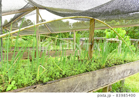 Onion plants gardening in raised beds Onion plants gardening in raised beds 83985400