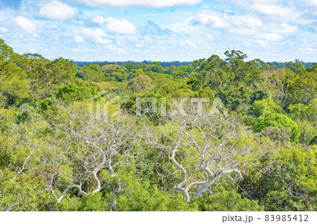 Treetop view of Amazon jungle, Brazil 83985412