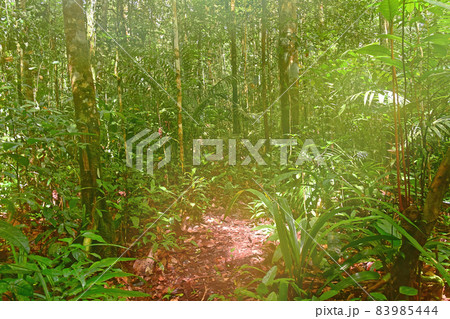 Amazon rainforest in Brasil 83985444