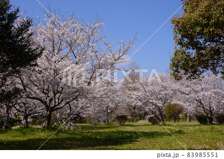 横武クリーク公園の桜風景 83985551