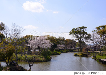 横武クリーク公園の桜風景 83985555