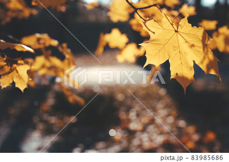 yellow maple leaves and defocused path in city park 83985686