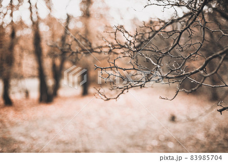 autumn scene with brown branches on blurred fall leaves background autumn scene with brown branches on blurred fall leaves background 83985704